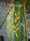 Heliconia spiralis